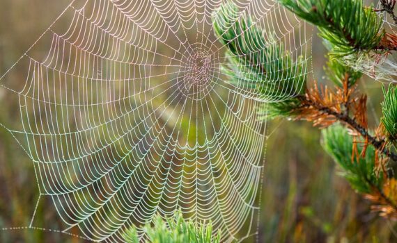 Netzwerksymbol Spinnennetz