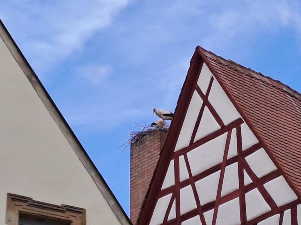 Zwei Weissstörche auf einem Kamin hinter einem Fachwerkgiebel am Grünen Markt