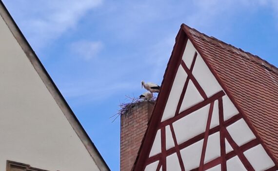 Zwei Weissstörche auf einem Kamin hinter einem Fachwerkgiebel am Grünen Markt