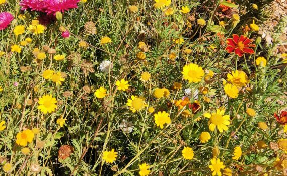 Bunte Wiese mit verschiedenen Blütenpflanzen