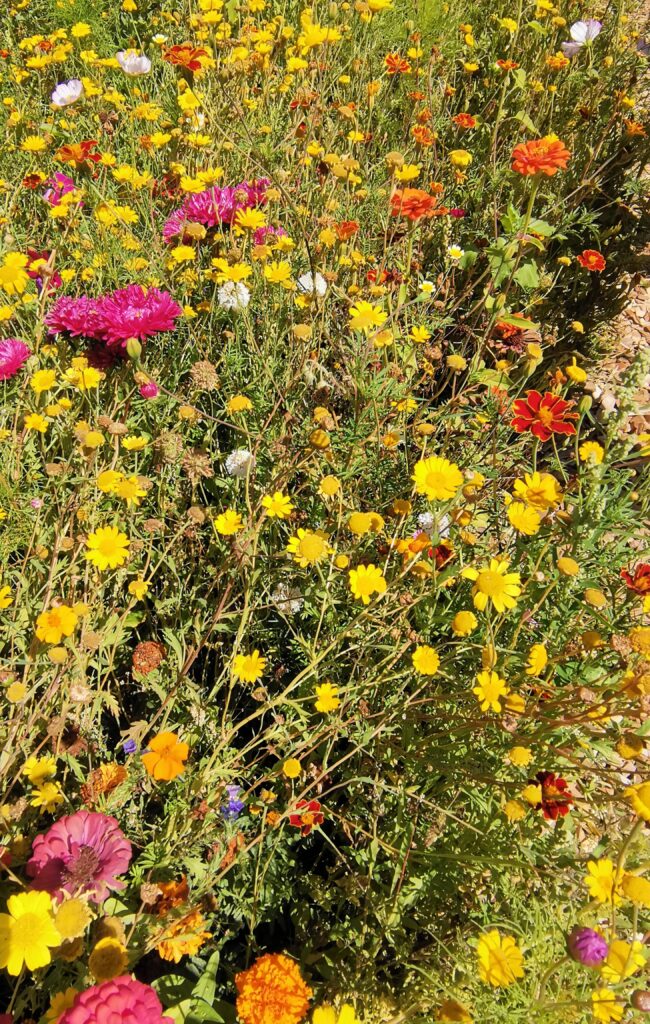 Bunte Wiese mit verschiedenen Blütenpflanzen