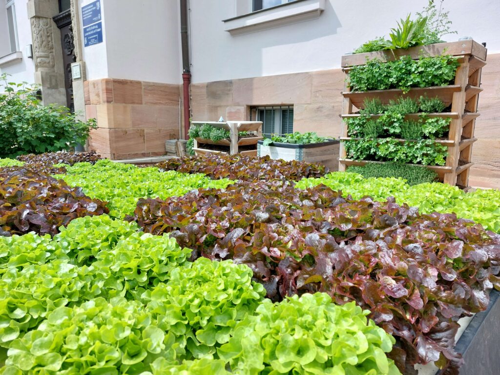 grüne und rotbraune Salate im Innenhof des AELF (Sandsteinfassade und weiß verputzte Fassade im Hintergrund)